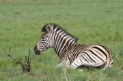 plain_zebra (9)
